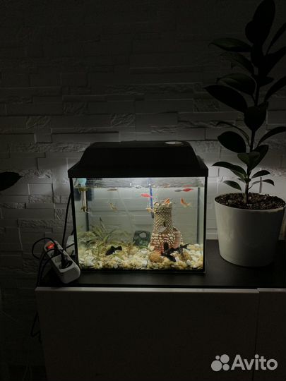 Аквариум с крышкой