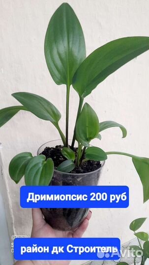 Комнатные растения