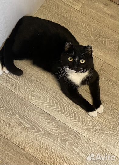 Котик в добрые руки