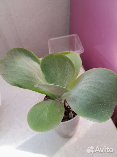 Каланхое Торсифлора