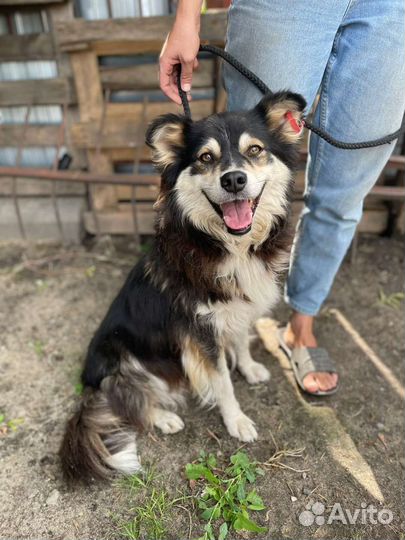 Собака в добрые руки