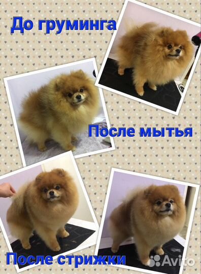 Груминг шпицев от заводчика-породника