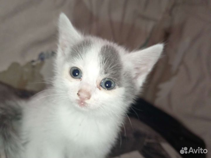 Котята добрые