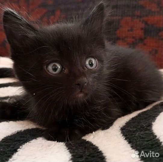 Кошка