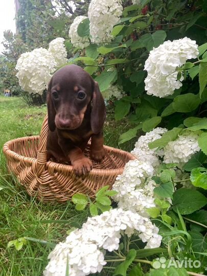 Миниатюрная такса