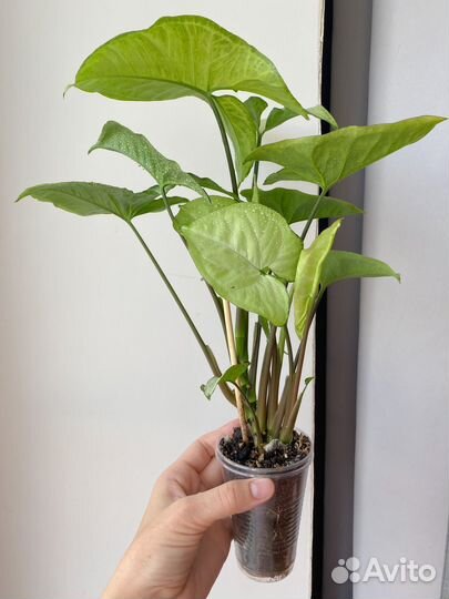 Сингониумы коллекционные