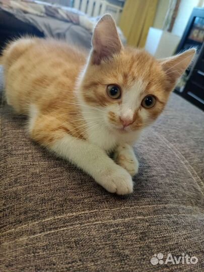 Рыжий котенок в добрые руки бесплатно
