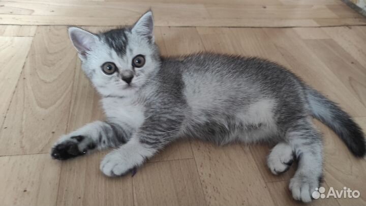 Шотландская кошечка