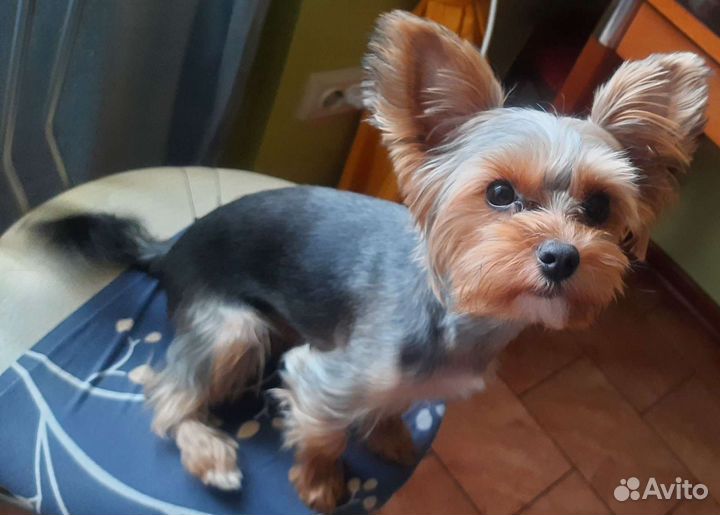 Собака для вязки