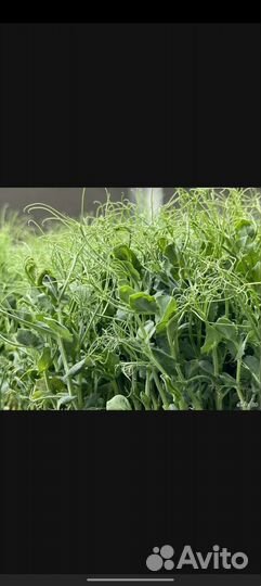 Микрозелень