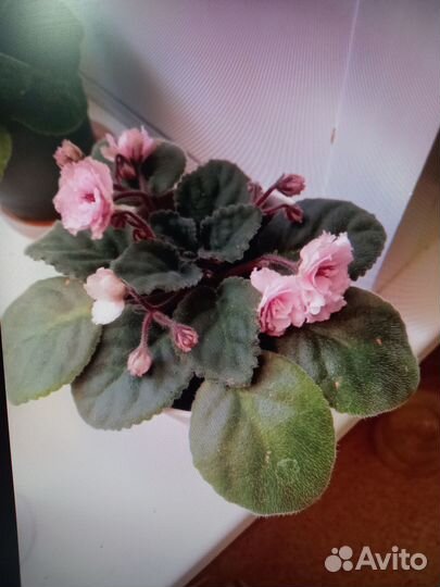 Комнатные цветы