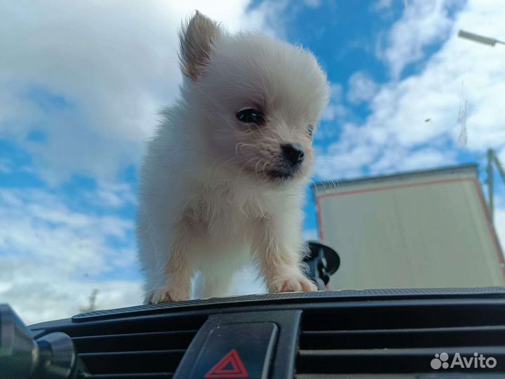 Маленькая собака