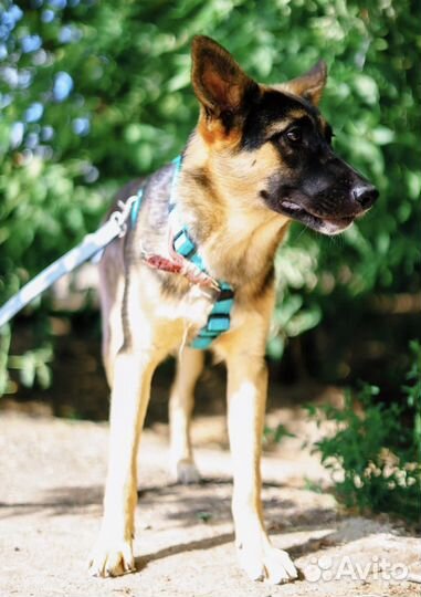 Собака из приюта ищет дом