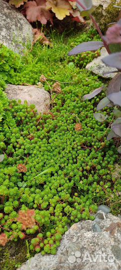 Цветы для альпийской горки. Многолетние