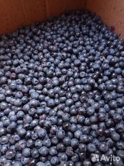Черника свежая оптом