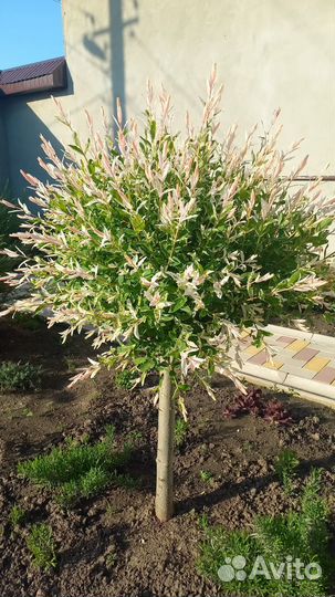 Ива хакуро нишики на штамбе