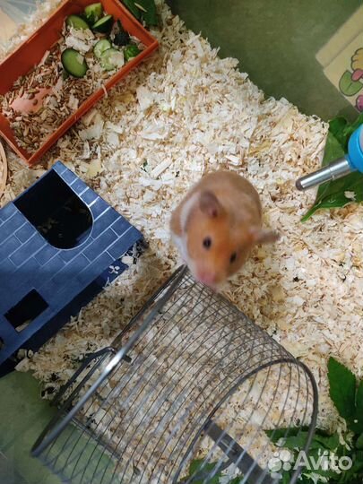 Хомяк породы ржавая корица