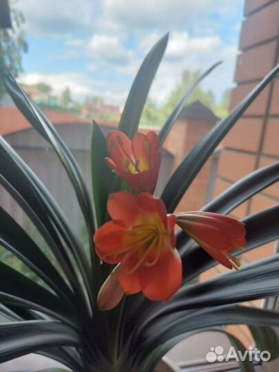 Комнатные цветы кливия