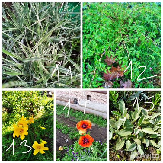 Многолетники для сада