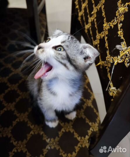 Котята сказочной красоты в дар