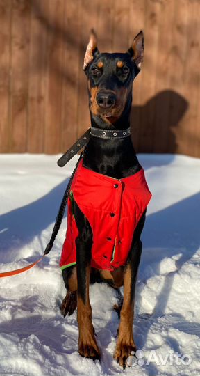 Зоогостиница