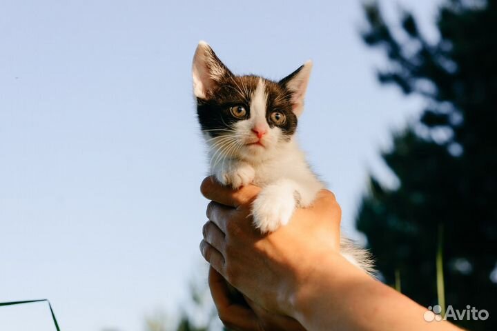 Котята в добрые руки бесплатно