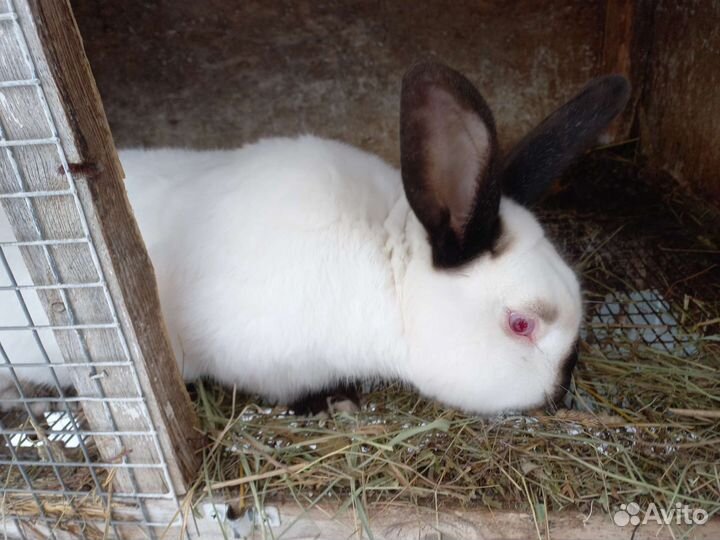 Крольчата