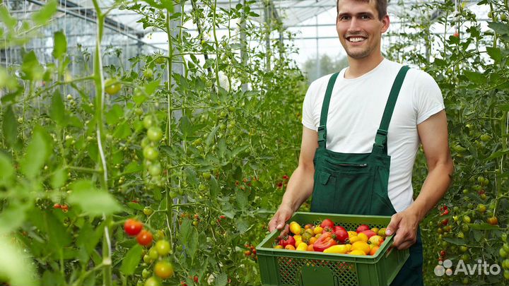 Рабочие в тепличный комплекс