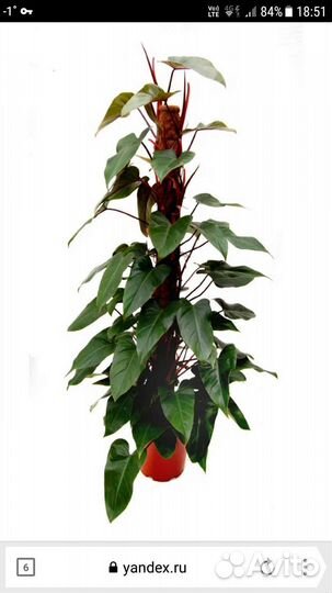 Филодендрон краснеющий