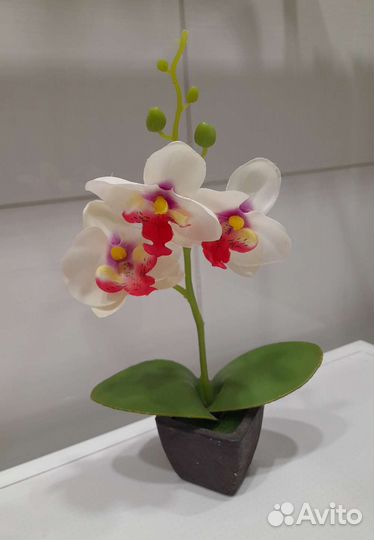 Орхидея сувенир
