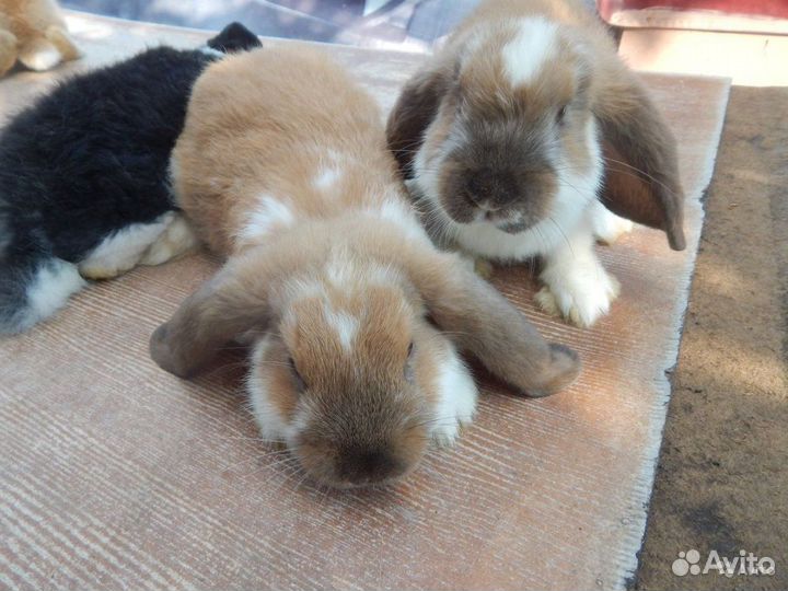 Кролики, крольчихи, крольчата и др