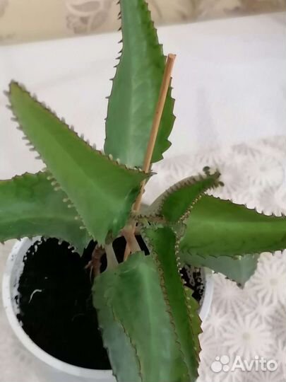 Каланхоэ Дегремона, лечебное