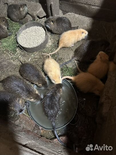 Нутрии малыши