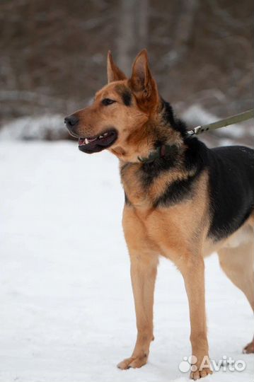 Зорро ждет свою семью, собака в добрые руки