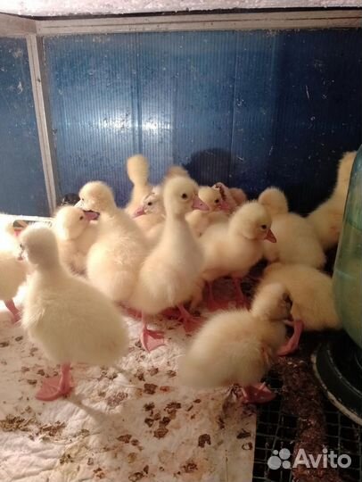 Суточная птица