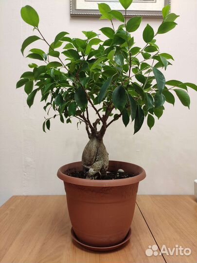 Фикус микрокарпа