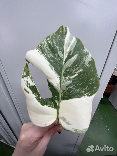 Монстера вариегатная альба черенки