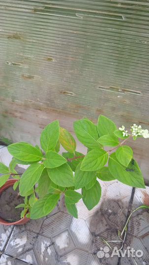 Гортензия метельчатая, дерен