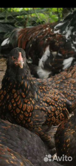 Семьи породных кур