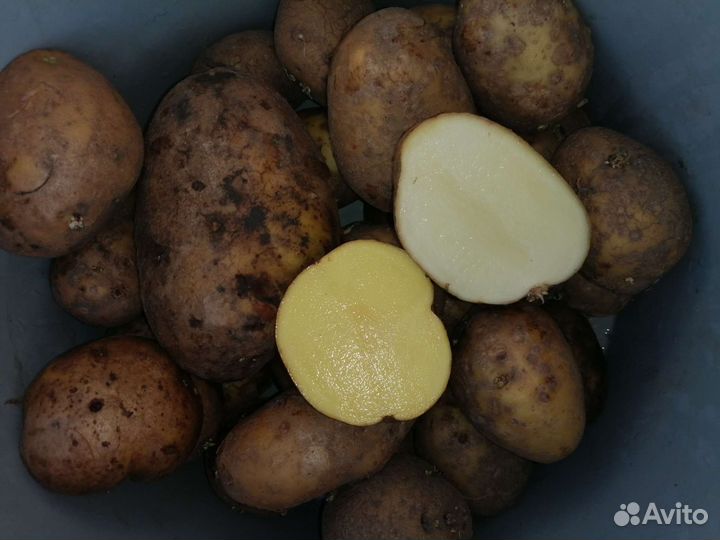 Картофель