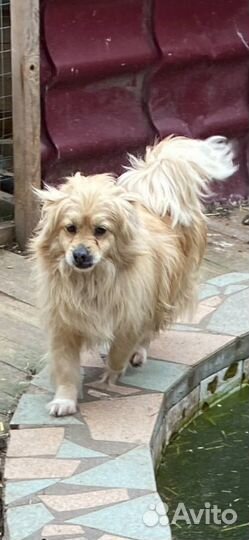 Мальчик-пушистик