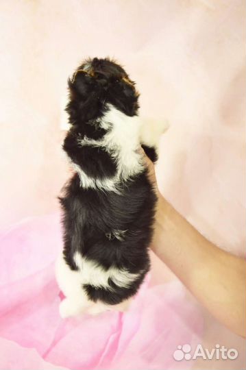 Щенка Бивер йорка мини девочка