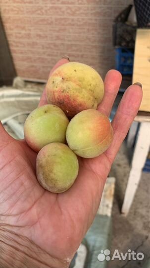 Персик хасанский, семена