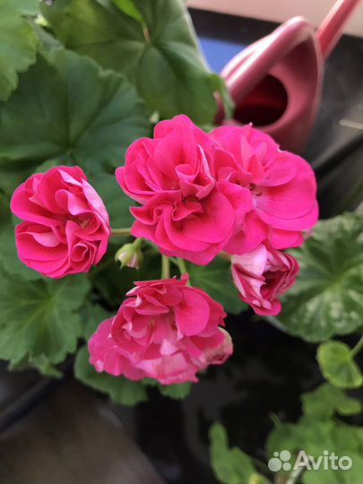 Пеларгония герань