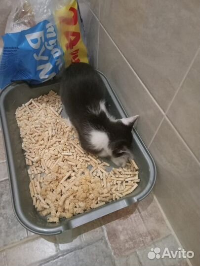 Котенок девочка в добрые руки