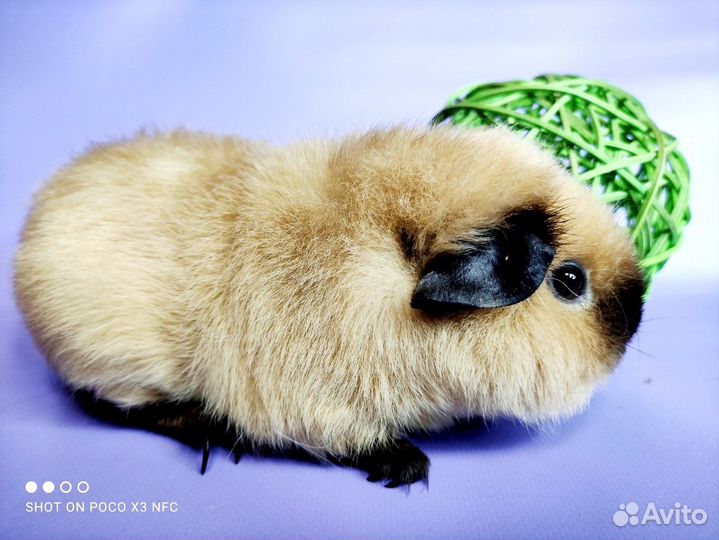 Морские свинки Разных пород(сокращение питомника)