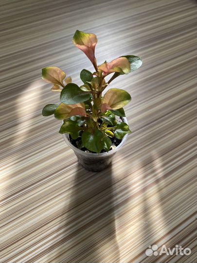 Комнатные цветы