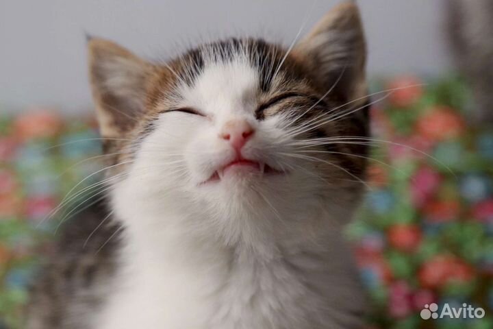 Котёнок ищет дом