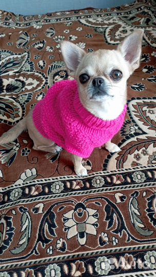 Новая Одежда на маленькую собаку