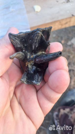 Зуб мамонтёнка